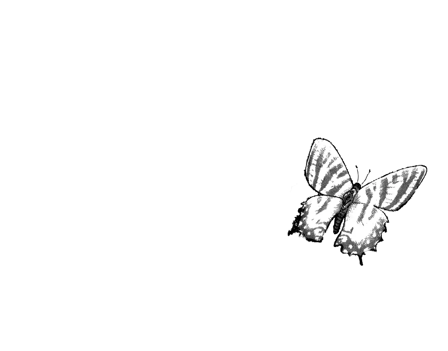 A butterfly.