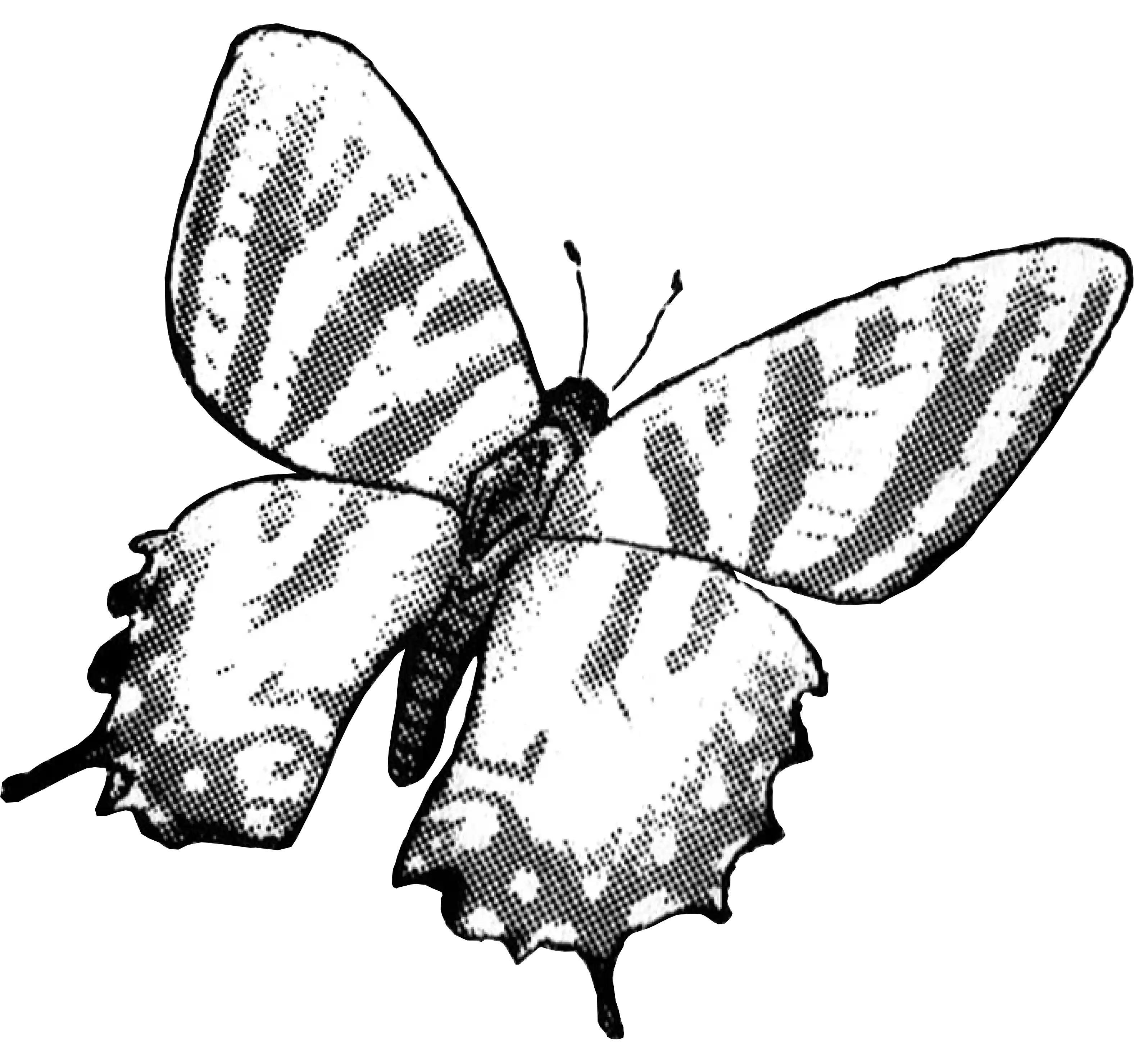 Un papillon.